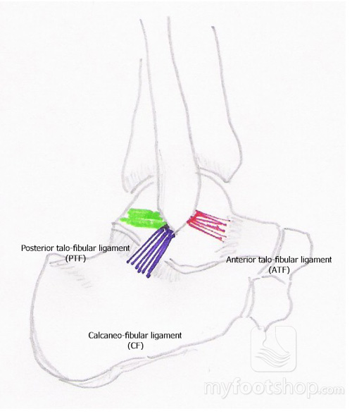 Lateral collatral ankle ligaments